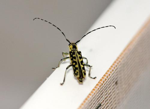 Réf. 319 715 : Saperda scalaris